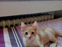Yavru kedilerimi sahiplendirmek istiyorum