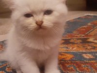A kalite yavruların anneleri şecereli kediler rezerveye açık