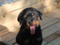 Rottweiler Yavruları Yeni Ailelerini Bekliyor!