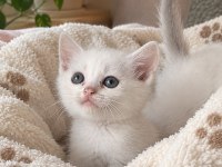 British Shorthair 50 Günlük