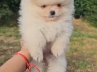 Pomeranian Boo safkan