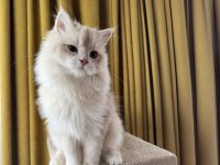 Krem rengi british longhair
