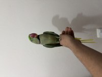 KONUŞAN FUL EVCİL ERKEK ALEXANDER İSKENDER PAPAĞANI
