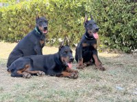 Üst düzey european doberman yavrular