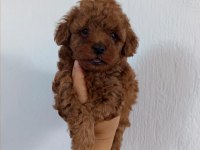 Üst kalite Toy Poodle bebeklerimiz