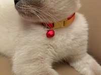 Blue point british shorthair kedimize iyi sahipler aranıyor