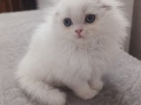 Kaliteli sağlıklı scottish fold yavrular