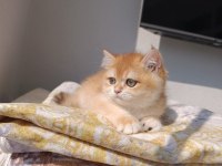 Çok güzel safkan golden british shorthair kızımız