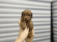 Toy poodle yavrularımız yeni yuvalarını arıyor