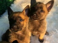 Orjinal Belçika malinois yavrular