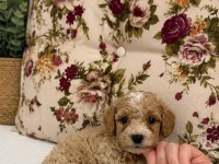 Maltipoo Özel Renk Oğlumuz
