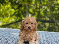 Poodle en microsu en özeli benim olsun isteyenlere
