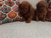 POODLE ERKEK DİŞİ BEBEKLER