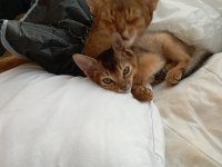HABEŞ KEDİSİ 4 AYLIK