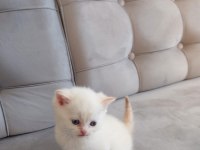 MİNNAK SCOTTİSH BEBEKLERİM DEĞERİNİN ALTINDA VERİLECEK
