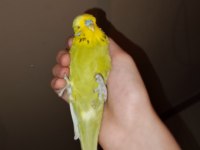 Show Jumbo muhabbet kuşu erkek