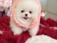 Teacup ayıcık pomeranian