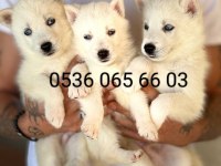 NADİR BULUNAN SÜT BEYAZ HUSKY YAVRULARİ
