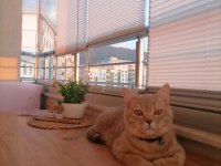 Uysal salep sahibini bekliyor