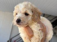 Maltipoo yavrular Teacup bebekler