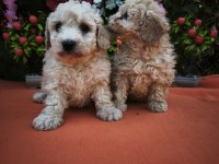 toy poodle ayarında maltipoo bebekler