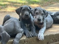Danua Great Dane Yavruları Safkan