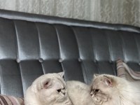 KEDİMİZ BİHTER VE BEHLÜL YENİ YUVALARINI ARIYOR