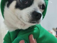 1.5 yaşında uyguna eğitimli chihuahua