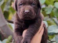 Çikolata Dost Canlısı Labrador Yavrular