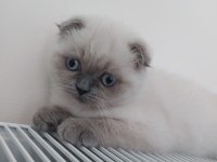 scottish fold dişi