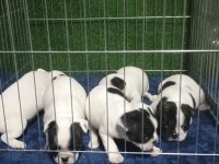 Maskeli french bulldog bebekleri