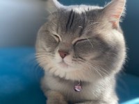 Scottish fold kedimiz Eli yeni yuva arıyoruz