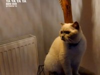 Kedimiz Lucy yeni yuva arıyoruz