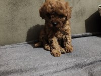 Orjinal yavru dişi poodle