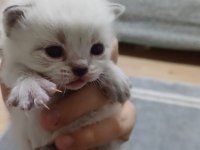 Kedimizin mama kum eğitimi var
