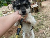Terrier glen of ımaal