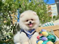 Boo Pomeranian Ayi Surat Yavrular