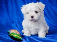 MALTESE KÖPEĞİ YAVRULARI