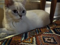 Dişi British Shorthair 5.5 Aylık Acil