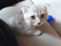 Erkek yavru scottish fold