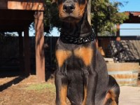 İsteğe Özel Estetikli Doberman