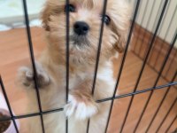 DİŞİ MALTİPOO YAVRUSU 2.5 aylık