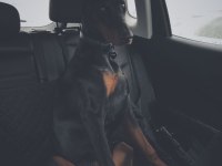 ESTETİK GÜZELLERİ SAF KAN DOBERMAN BEBİŞLER