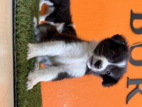 Muhteşem Border Collie bebekler