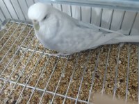 JUMBO GÜZEL FORM DİŞİ MUHABBET KUŞU GÖSTERİŞLİ