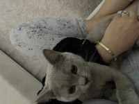 Çok uysal british shorthair tuvalet eğitimi var