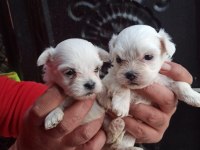 Kore kan maltese yavrular