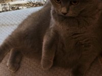British Shorthair Damızlık Kediler