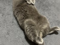 British Shorthair Çiftleştirme