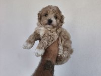 Maltipoo cinsi yavrularımız